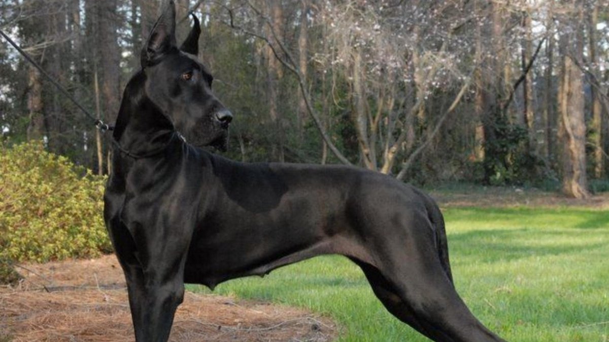 Таксоны собаки