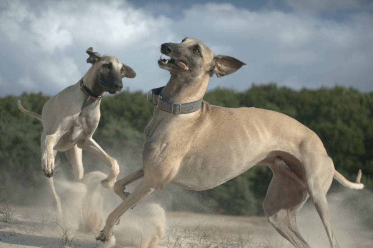 Немецкий дог рост