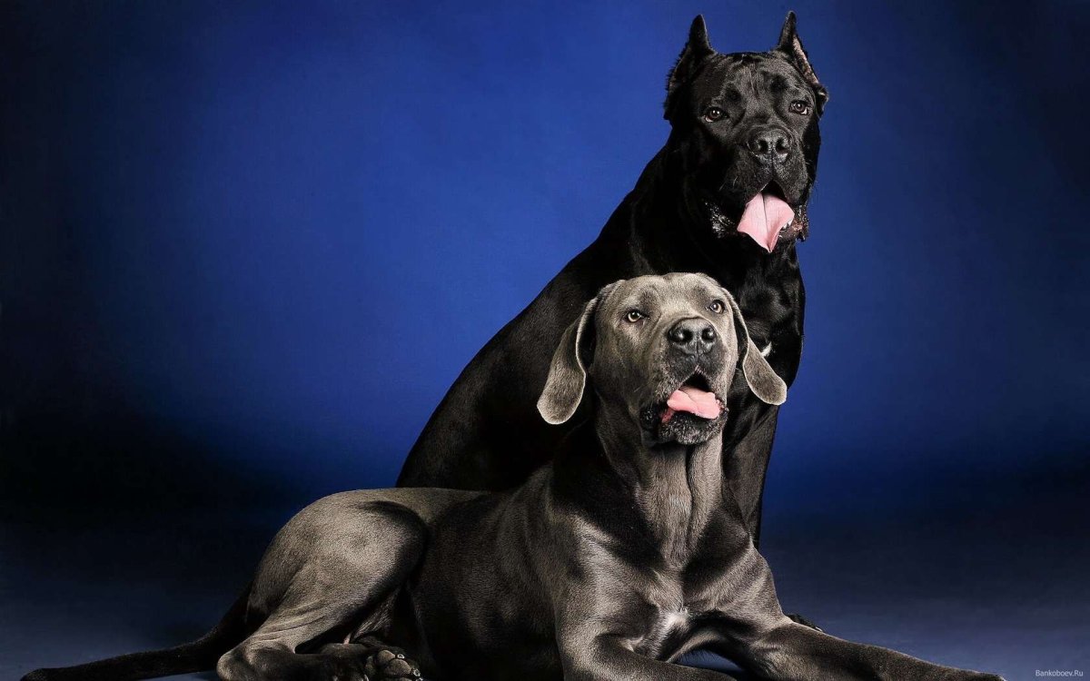 Дог порода собак