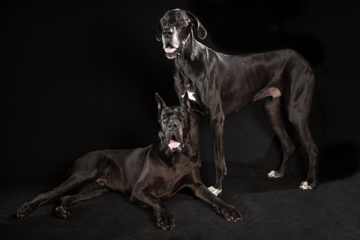 Кане Корсо итальяно