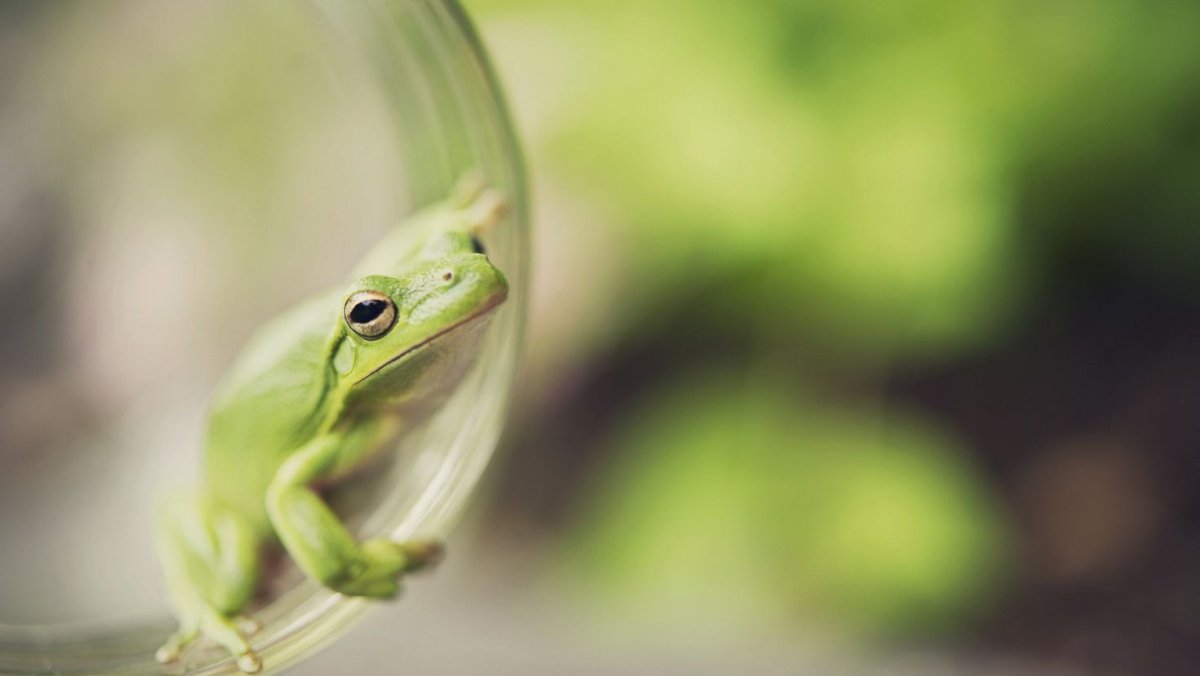 Фон с лягушками