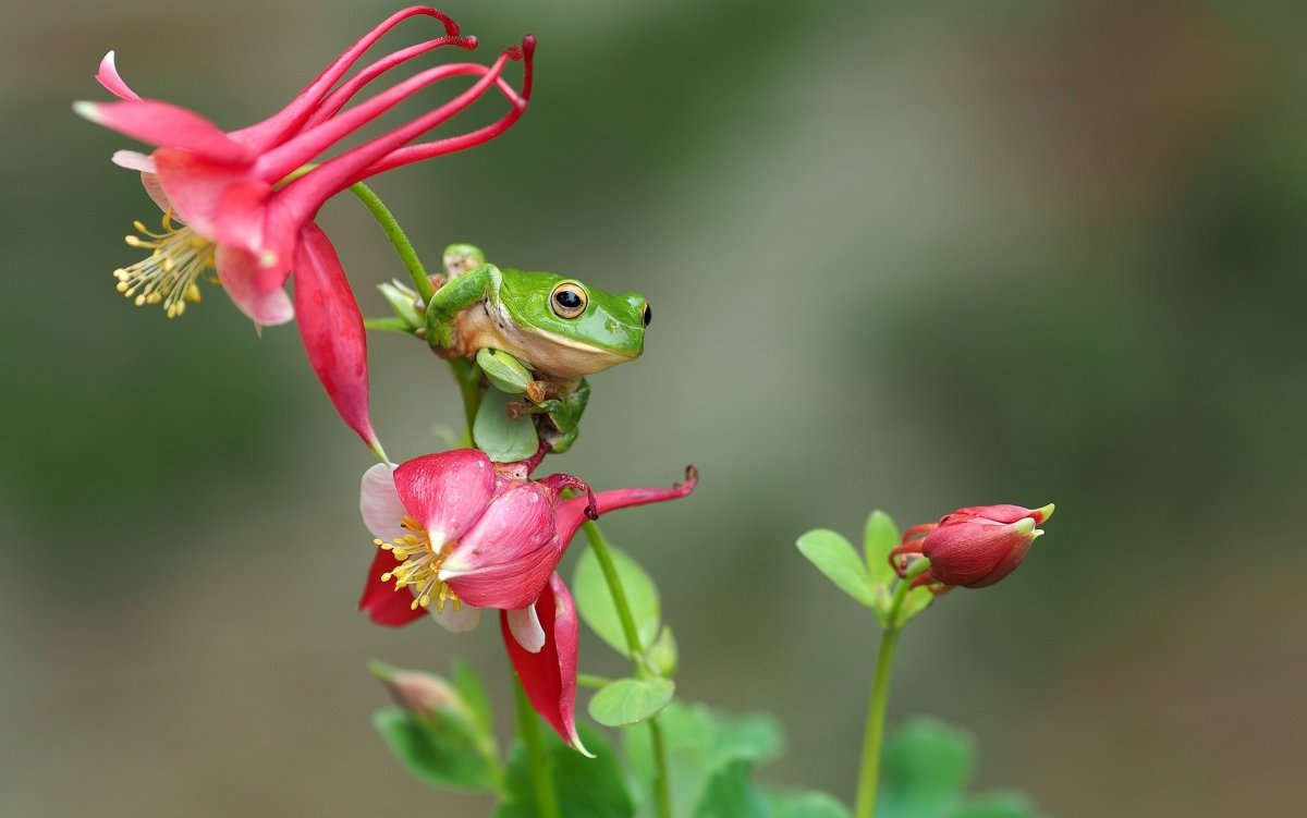 Лягушка квакша розовая