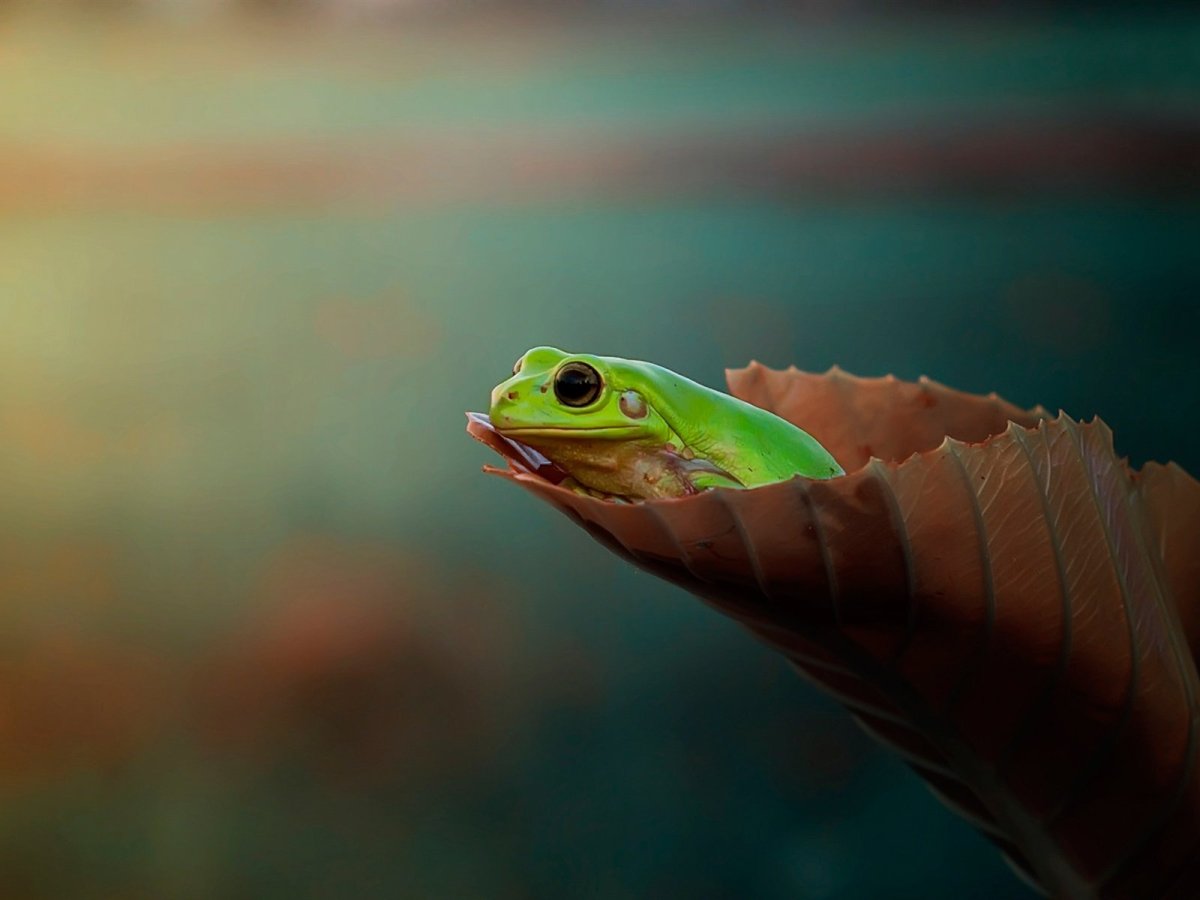 Лягушка на листочке