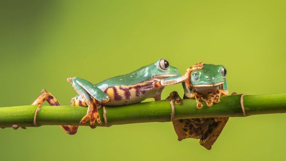 Обои на ПК С лягушками