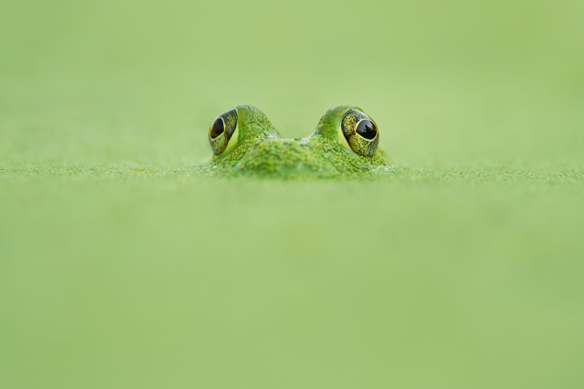 Фон с лягушками