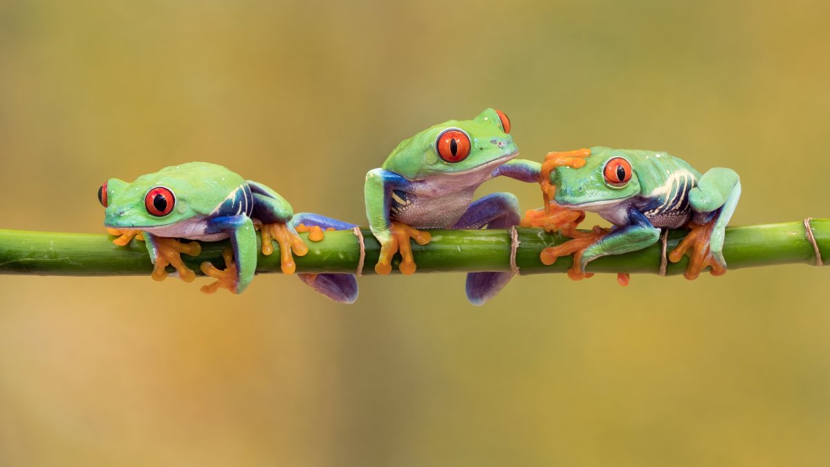 Лягушка квакша Эстетика