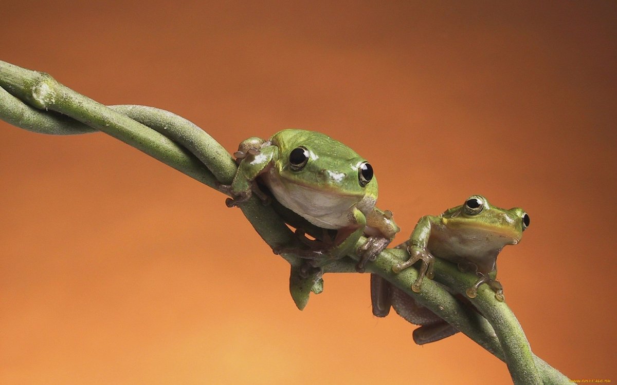 Лягушка Эстетика