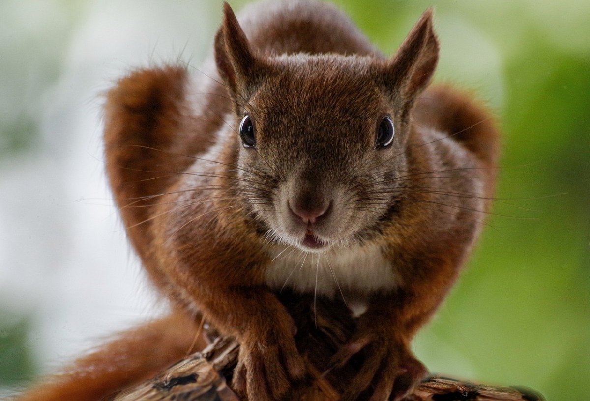 Сицилийская белка