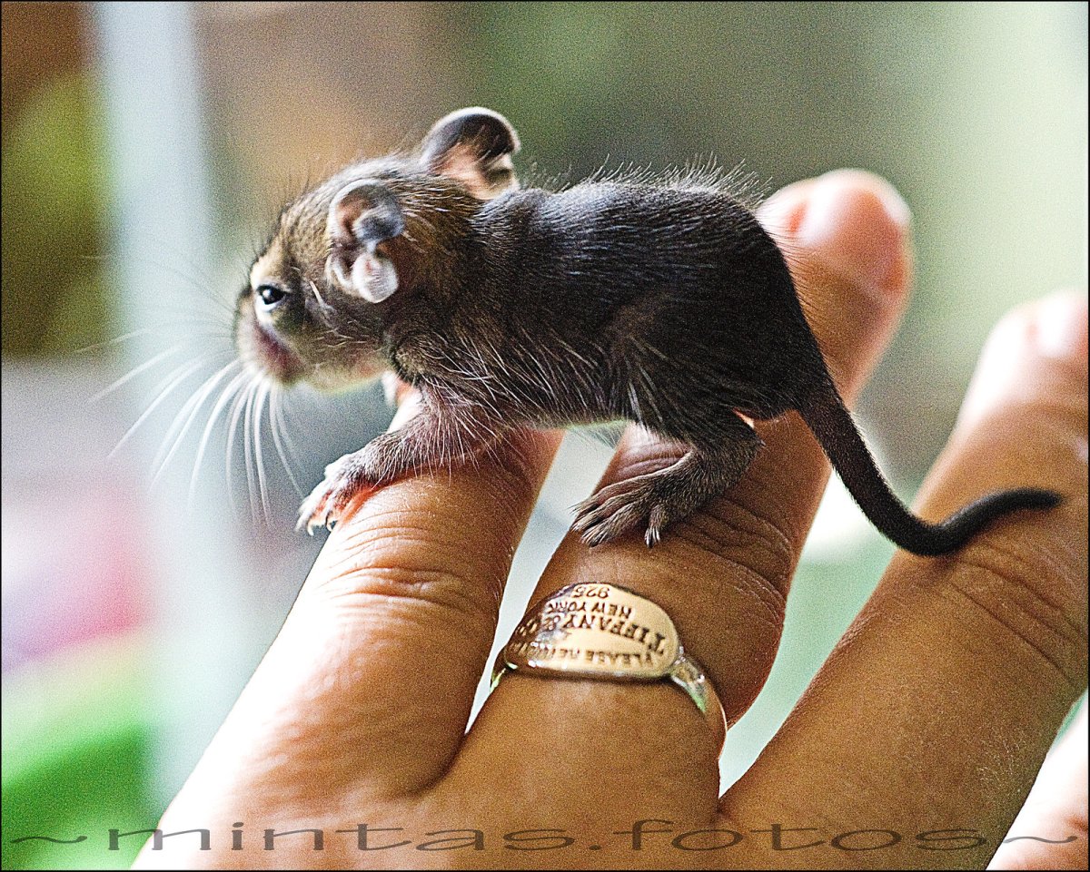 Новорожденные белки дегу