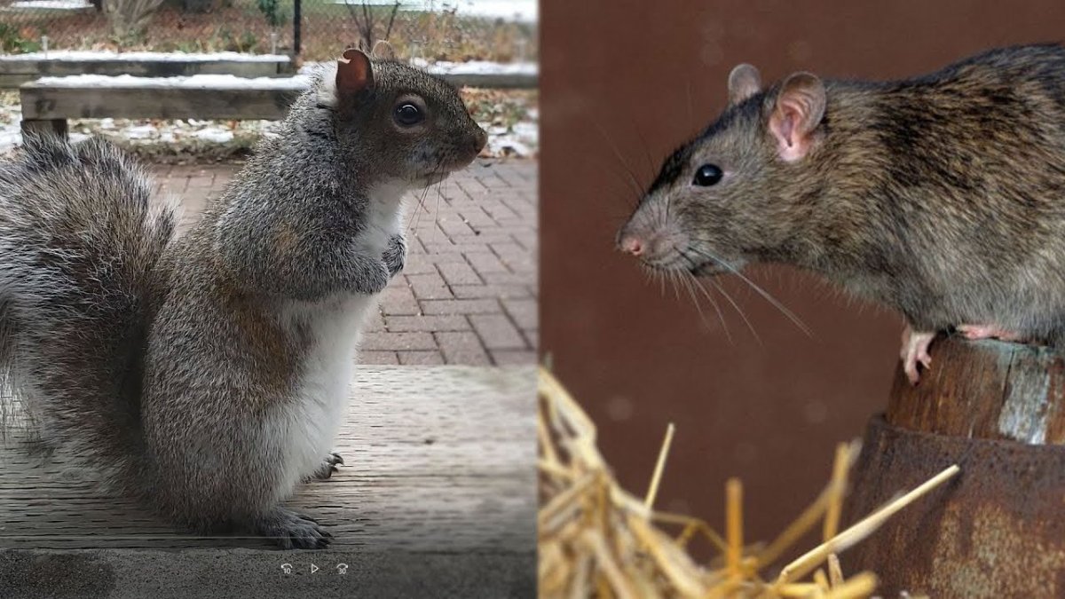 Крыса скрещенная с белкой