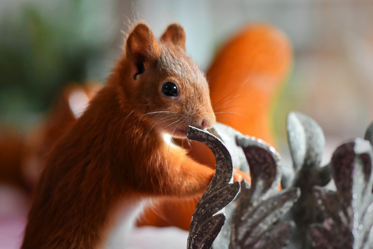 Девочка Белочка