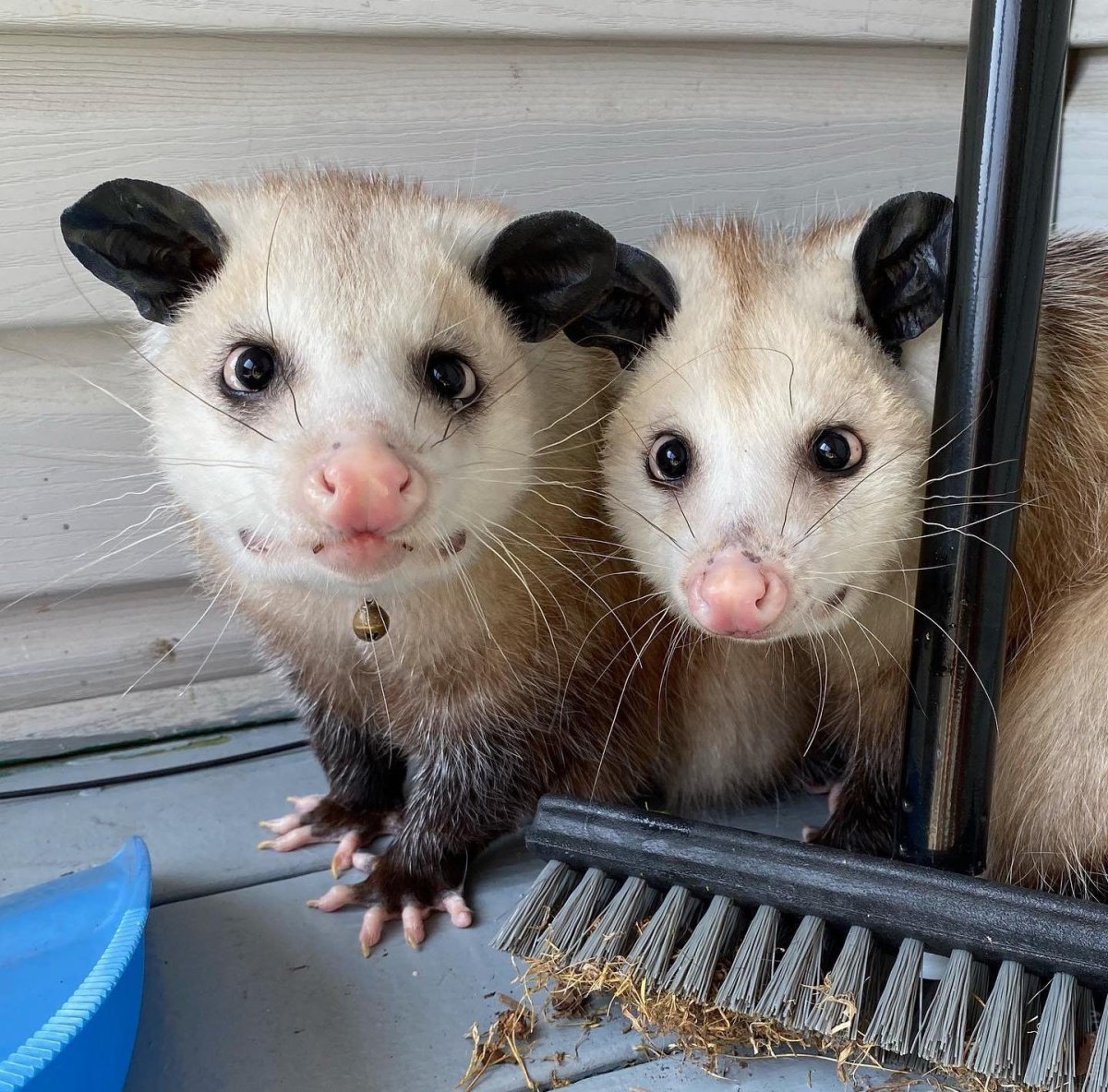 Опоссум пятница смешные
