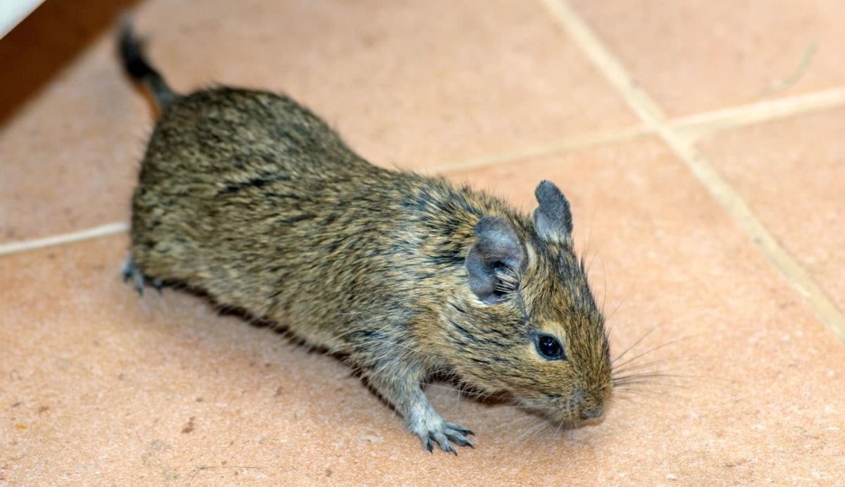 Крыса белка