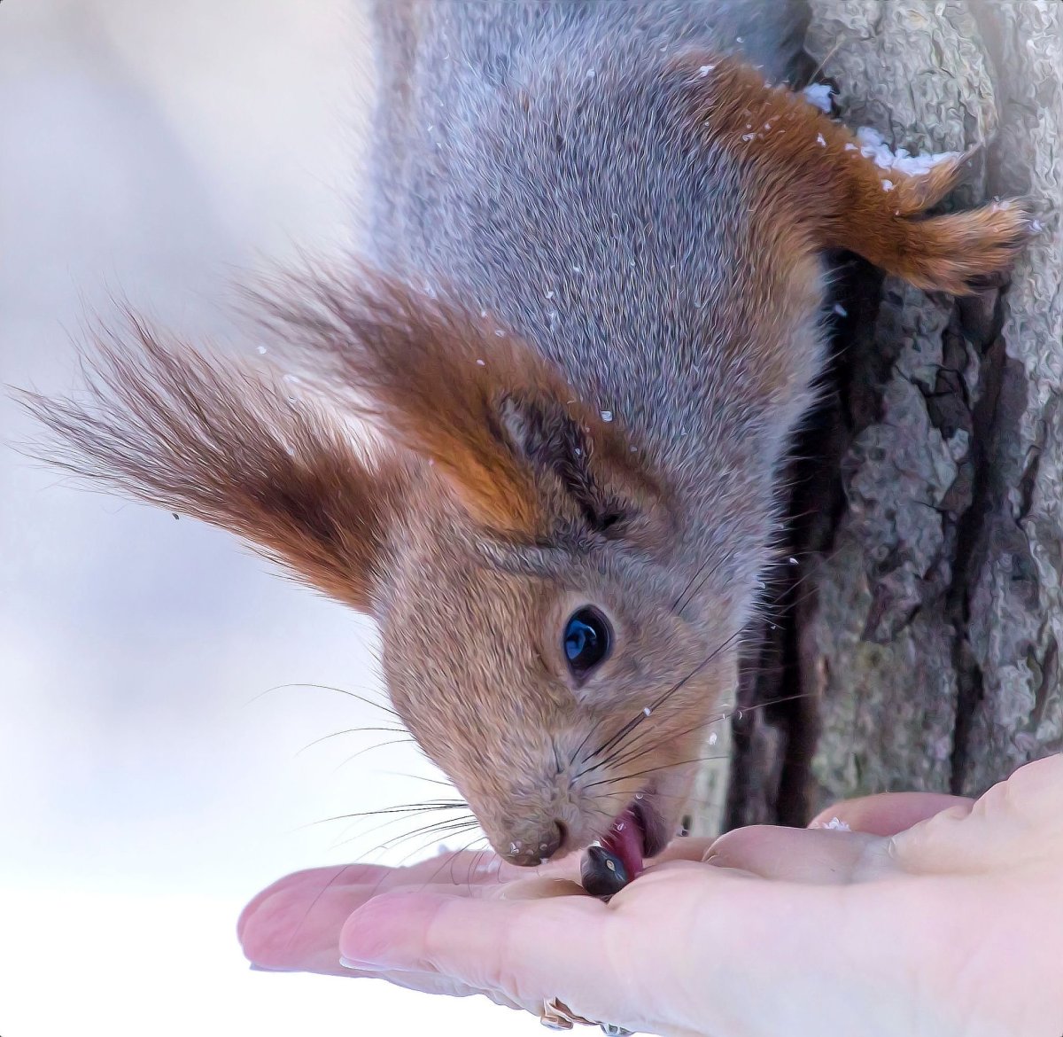 Крыса-белка в Сочи