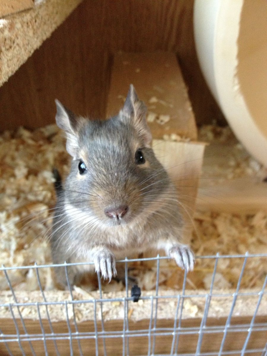 Питомец дегу