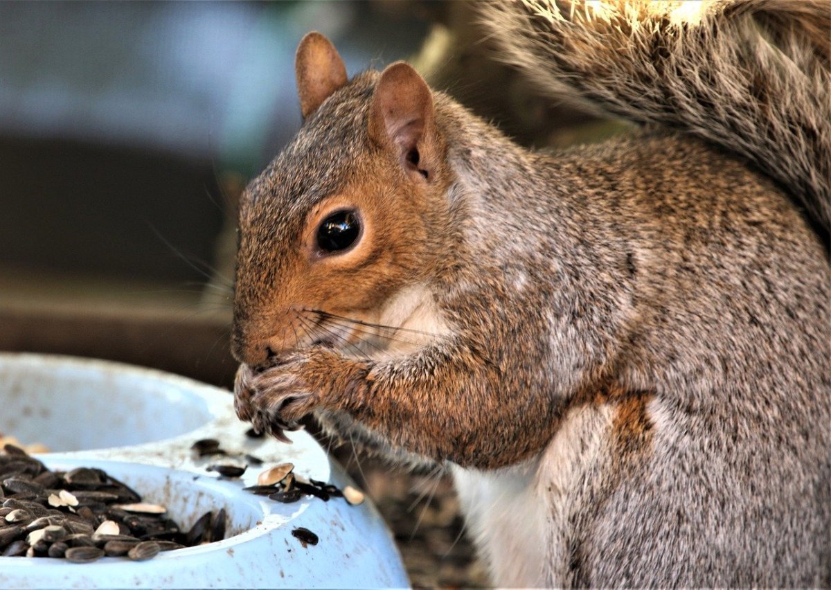 Крыса-белка в Сочи