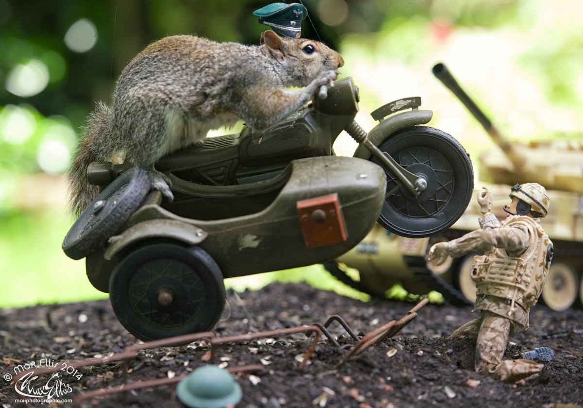 Белка в каске с автоматом