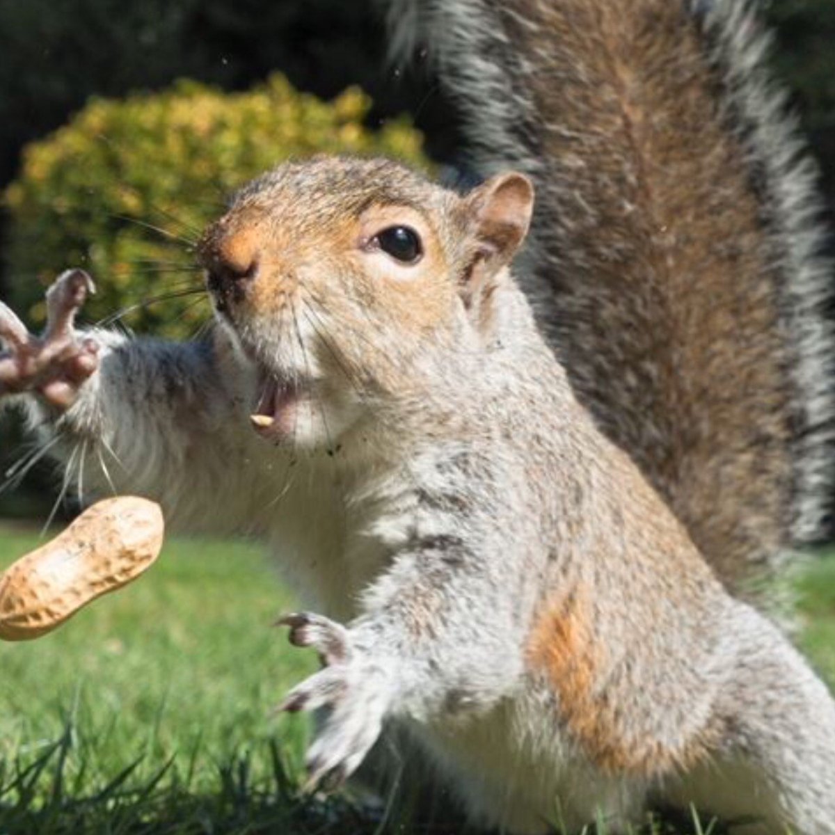 Белки Санкт-Петербурга
