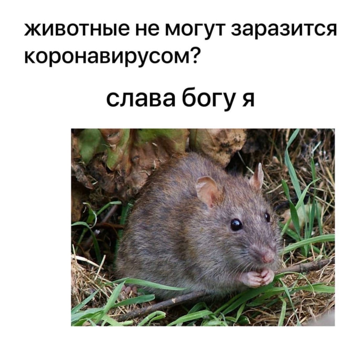 Дачные крысы