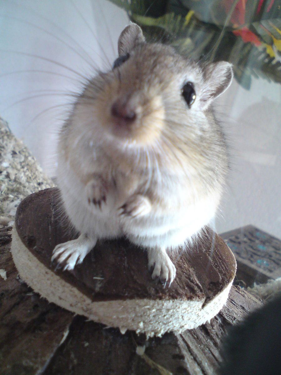 Белка и мышь