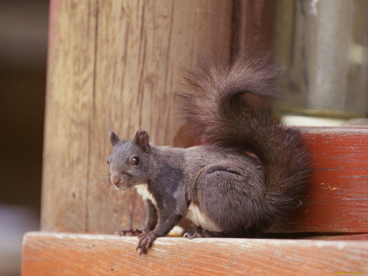 Крыса белка