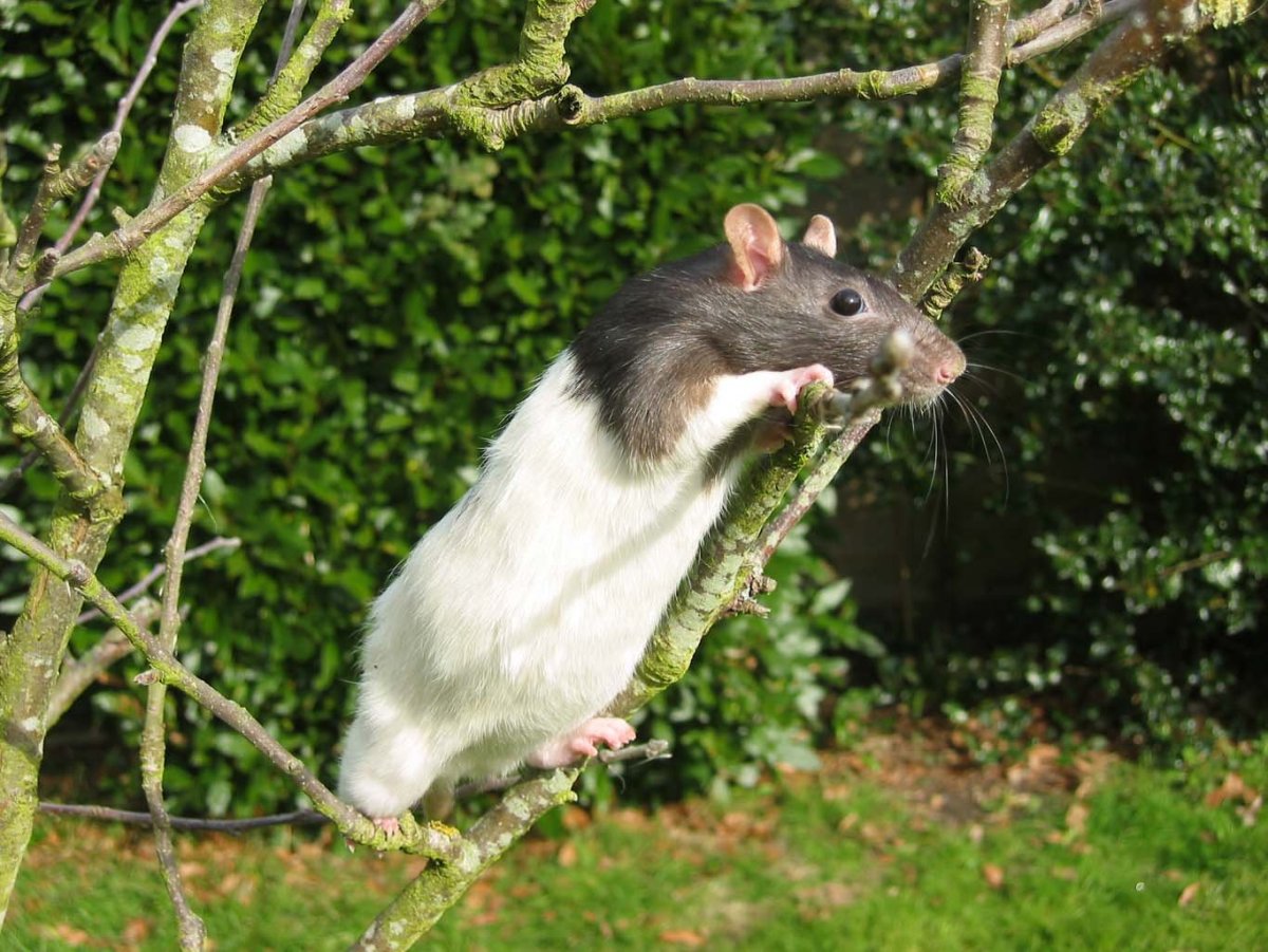 Испанская крыса