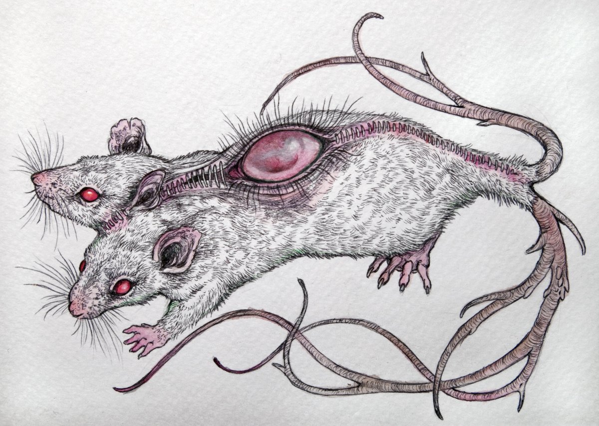 Кейтлин Хакетт