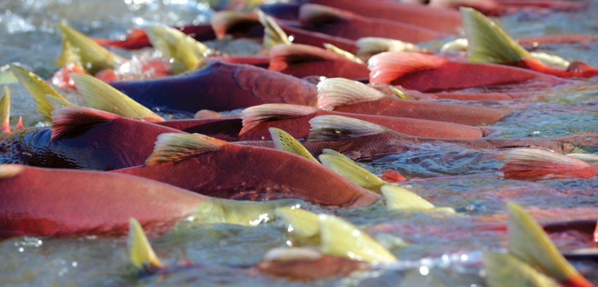 Нерест лосося на Камчатке