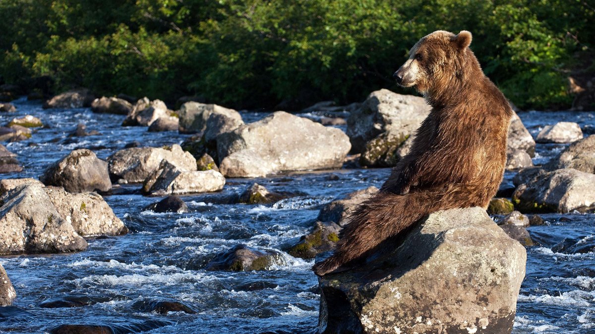 Бурый медведь Камчатки
