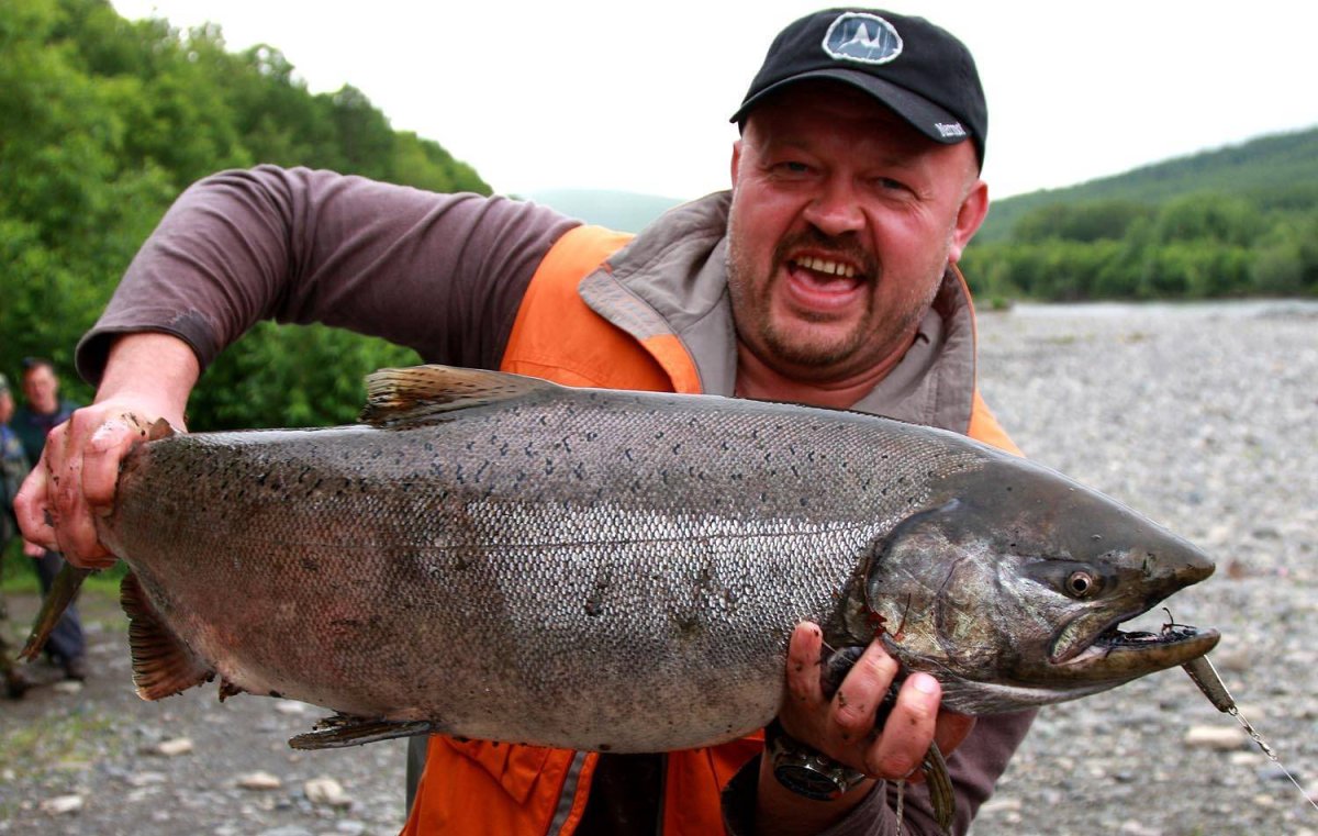 Лосось чавыча Камчатка