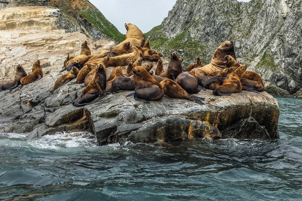 Шантарские острова медведи