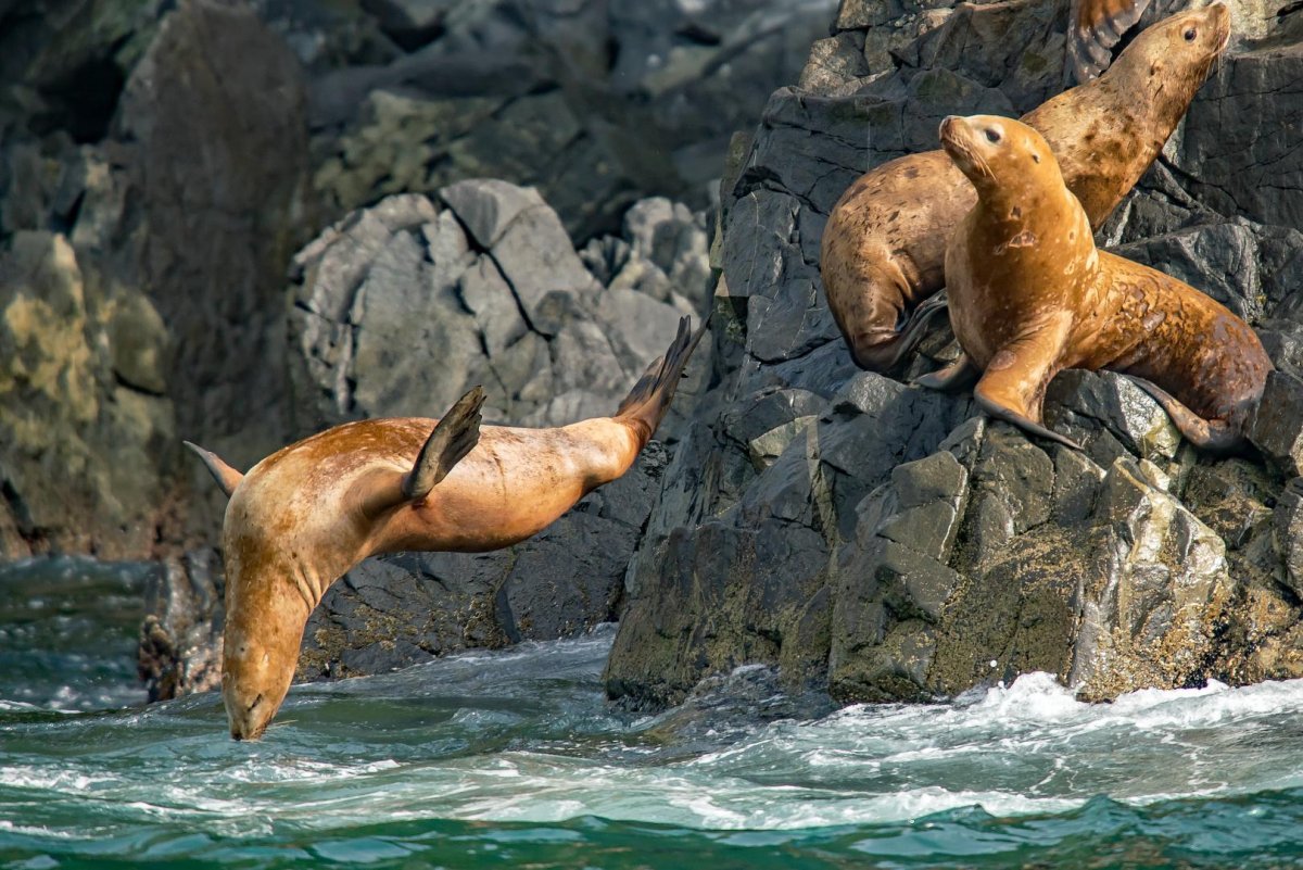 Петропавловск-Камчатский касатки