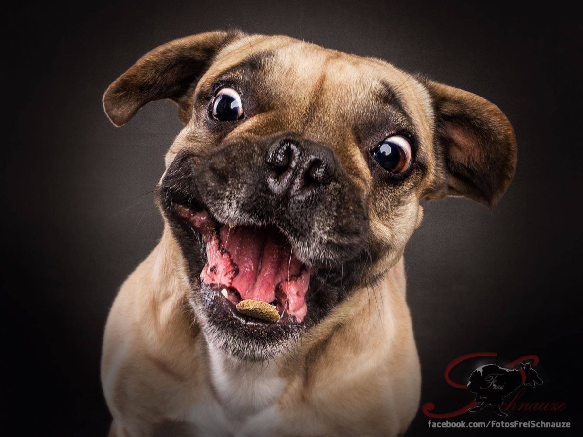Мопс в слюнях