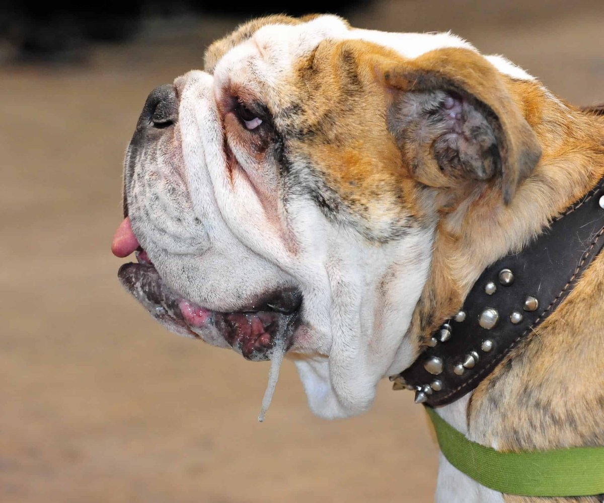 Слюнявая собака