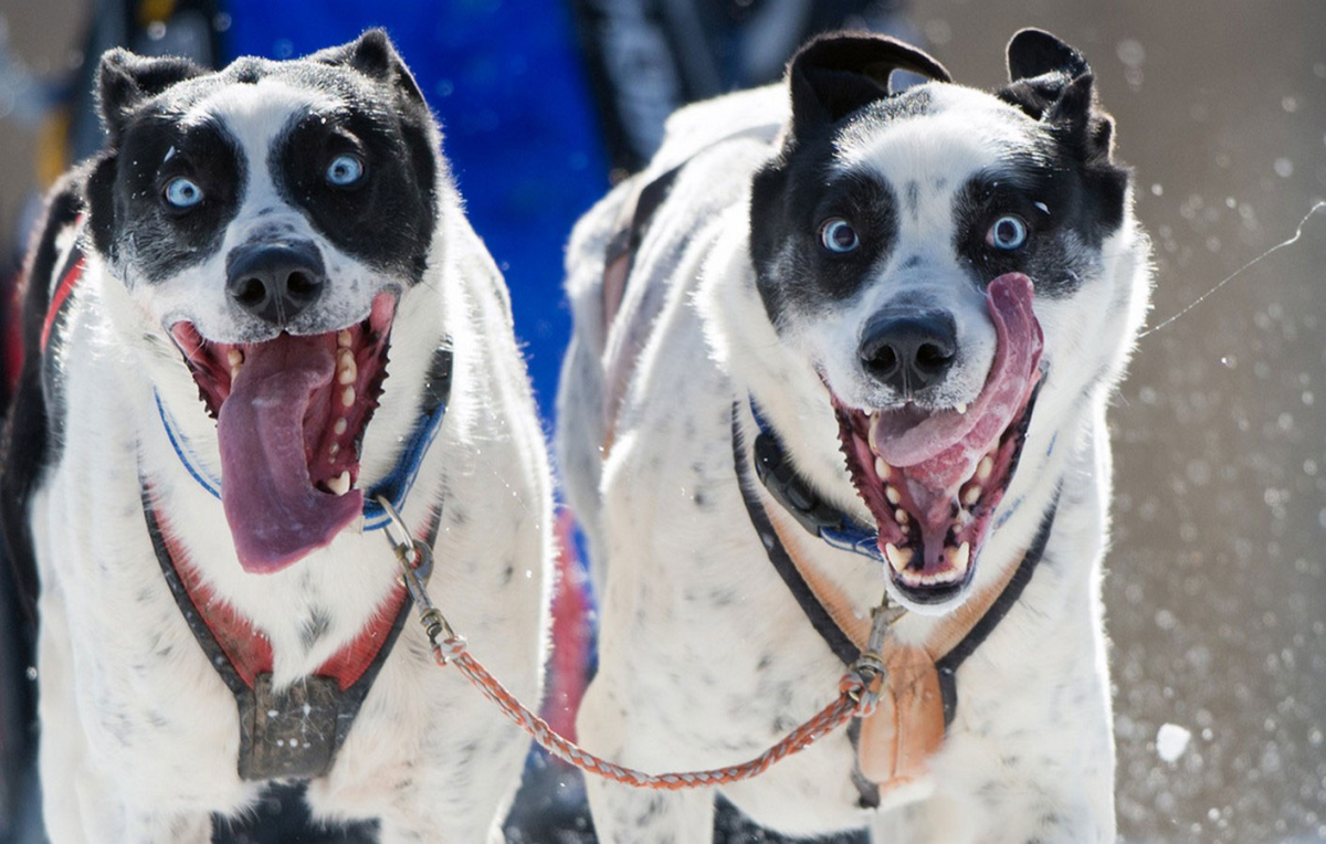 Собака с высунутым языком и слюнями