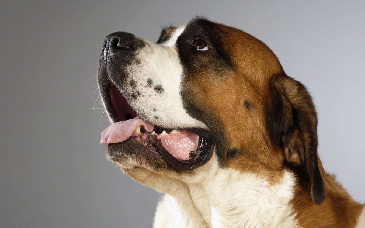 Бойцовский Сенбернар