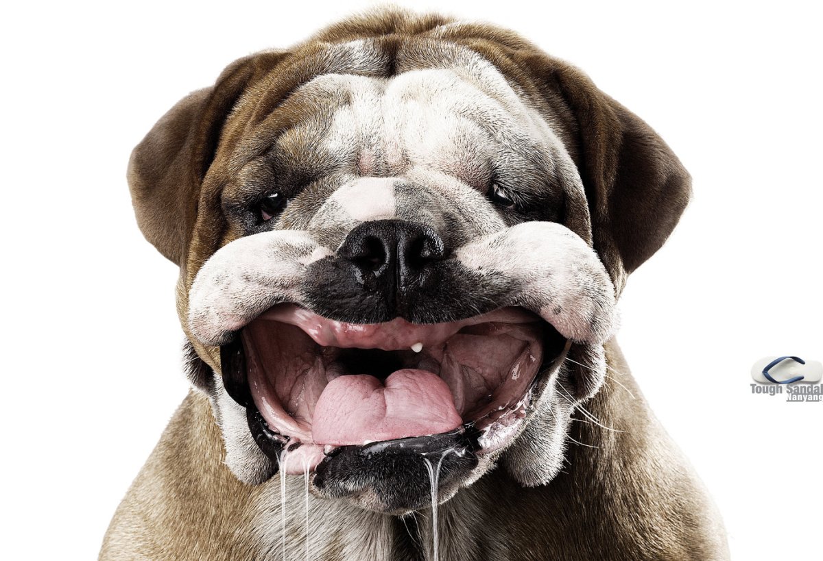 Английский бульдог слюнявый