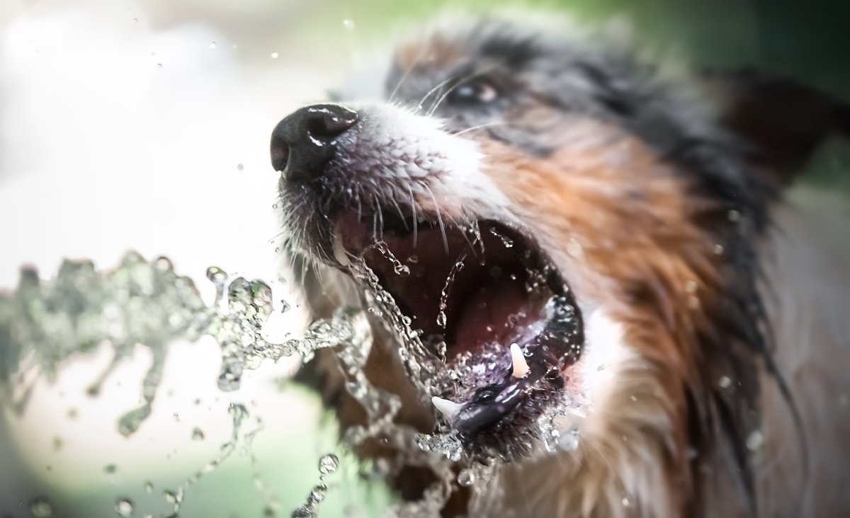 Животные в брызгах