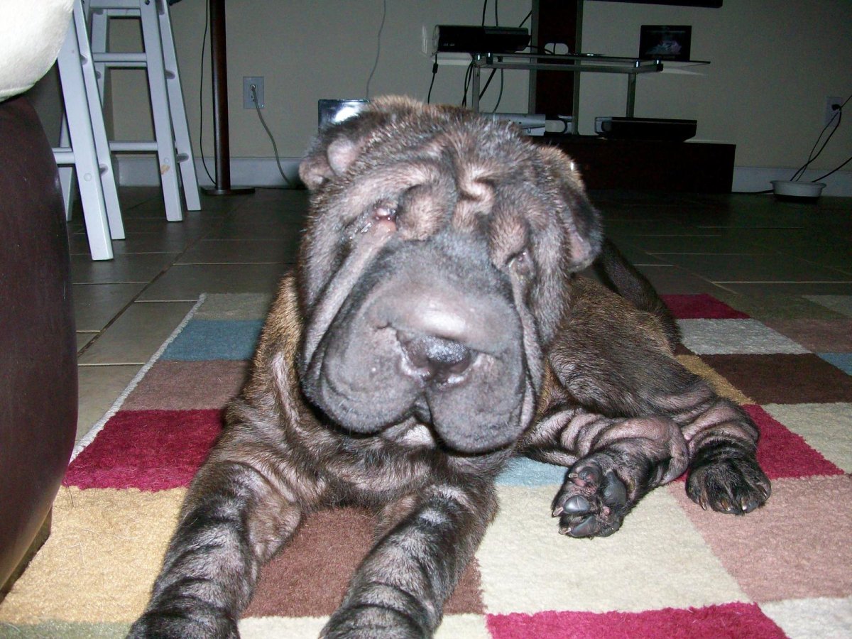 Жирный шарпей