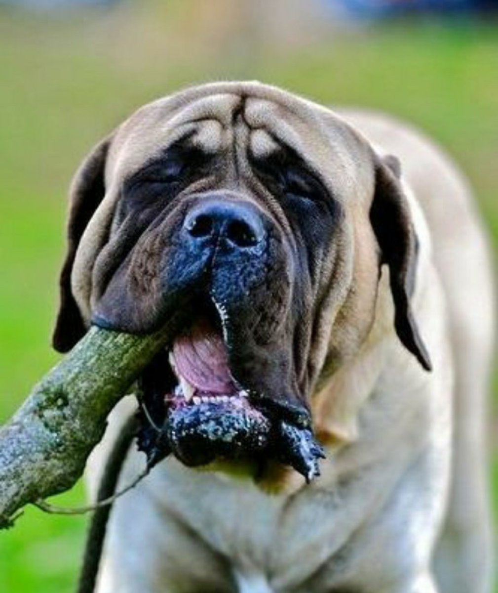 Слюнявый мастиф