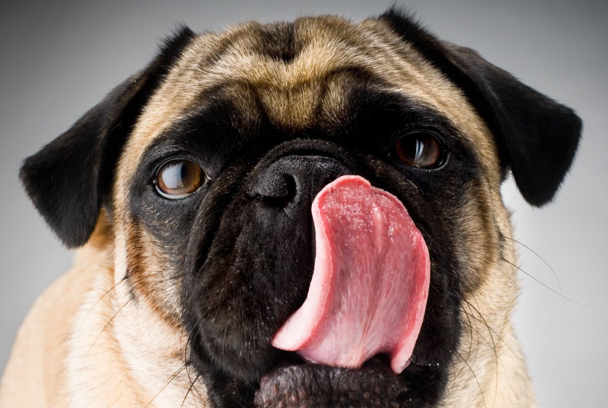 Мопс облизывается