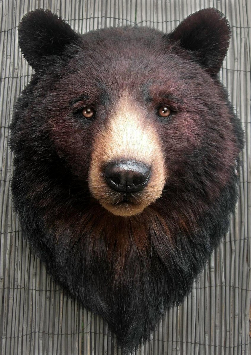 Нос медведя