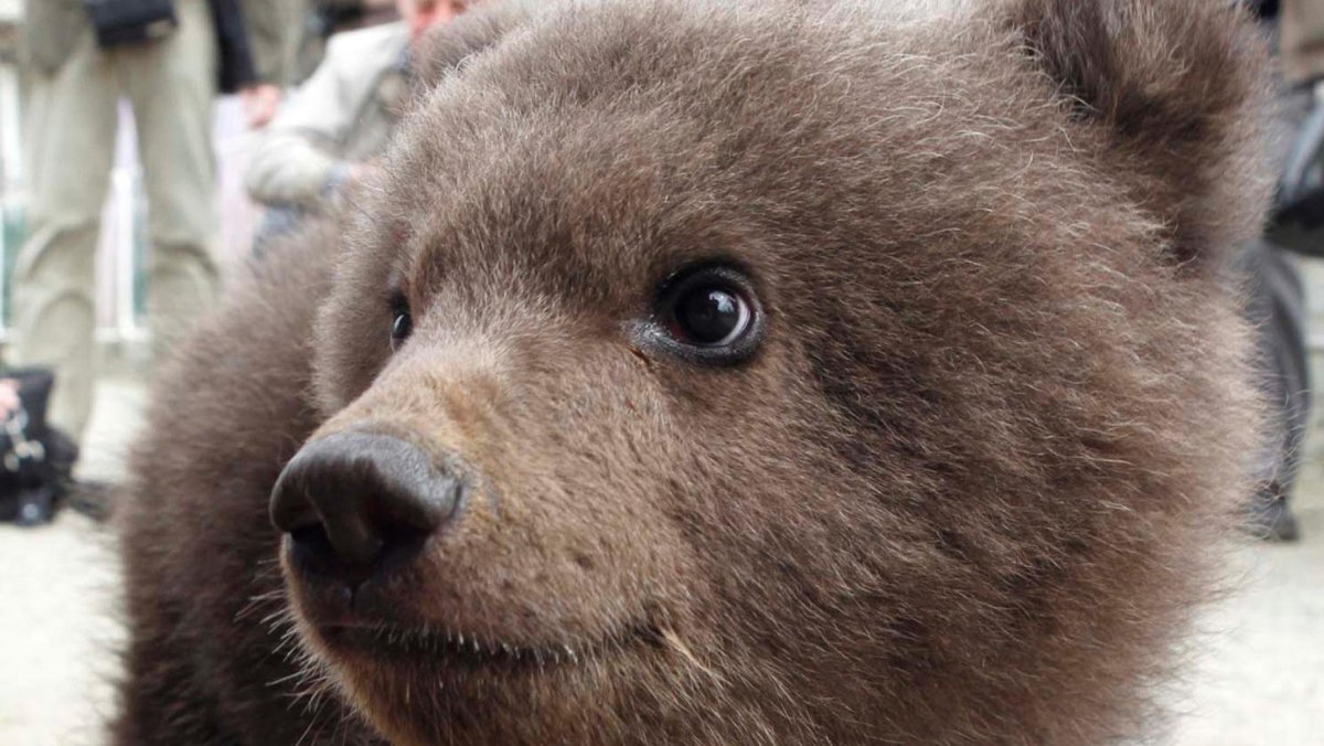 Носик медвежонка живого