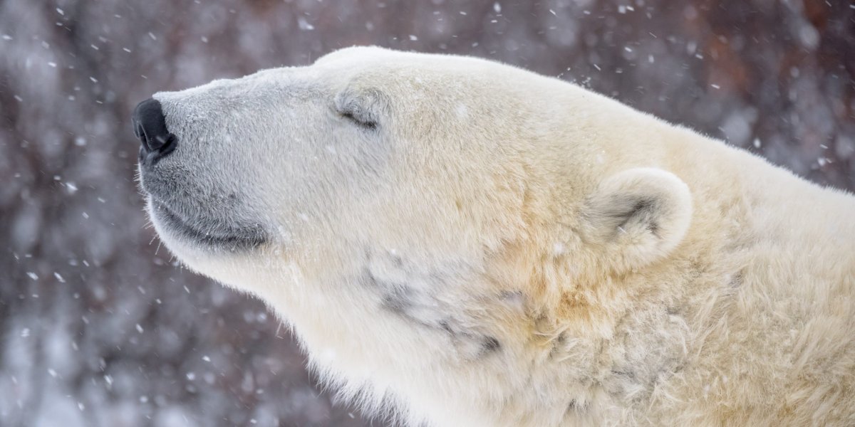 Белый медведь морда