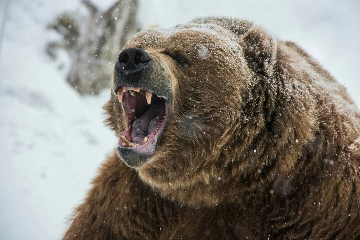 Нос бурого медведя