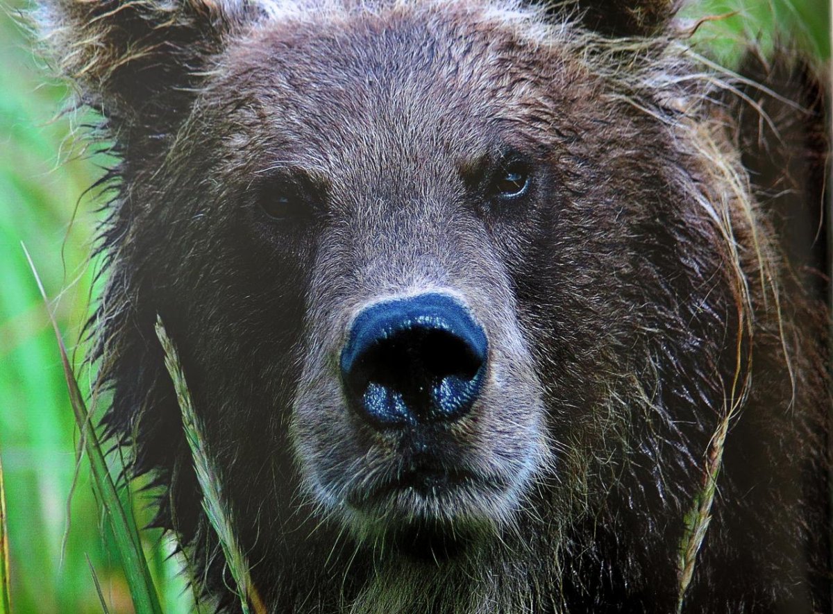 Медведь 150 пикселей