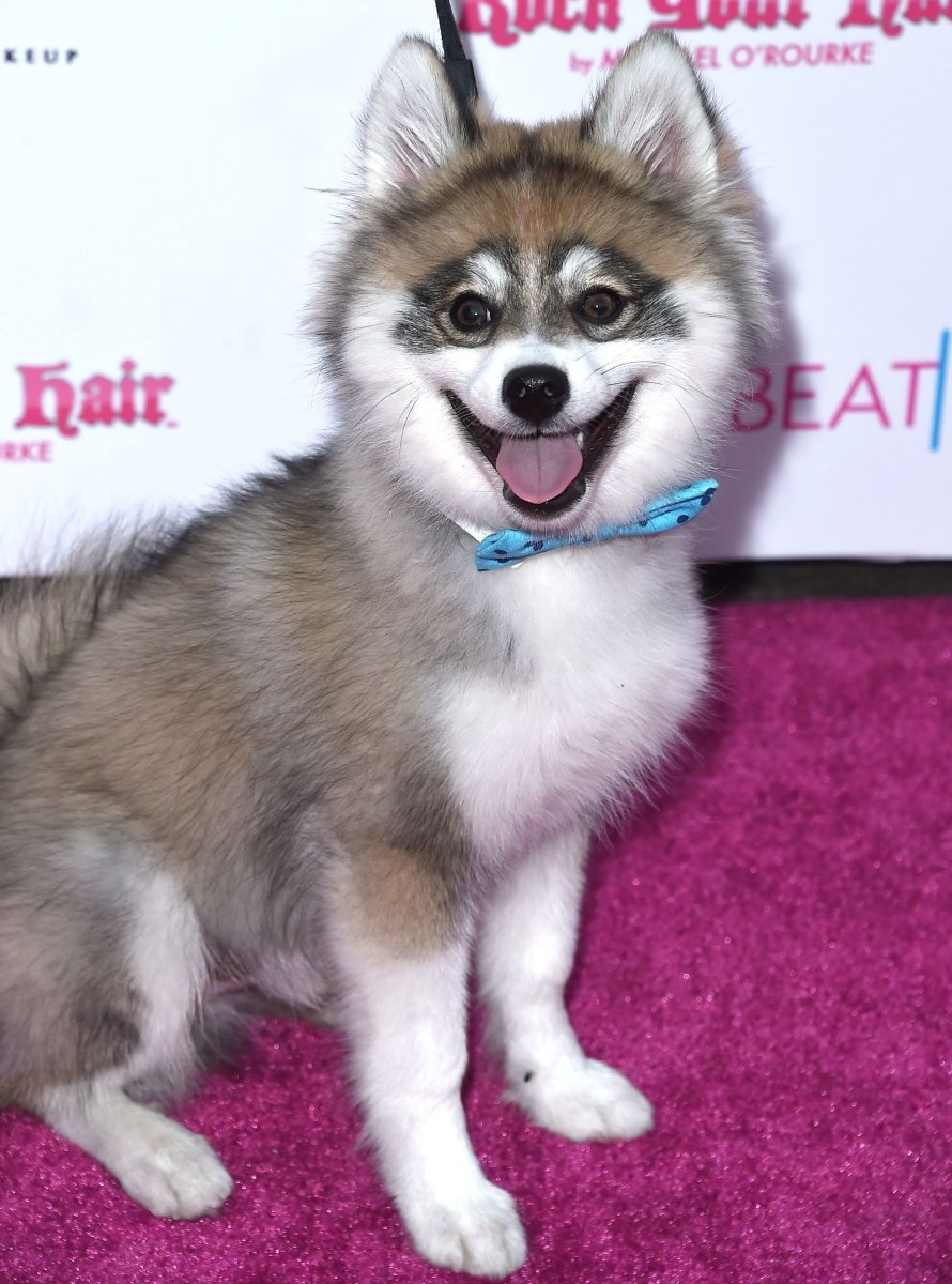 Помски размер