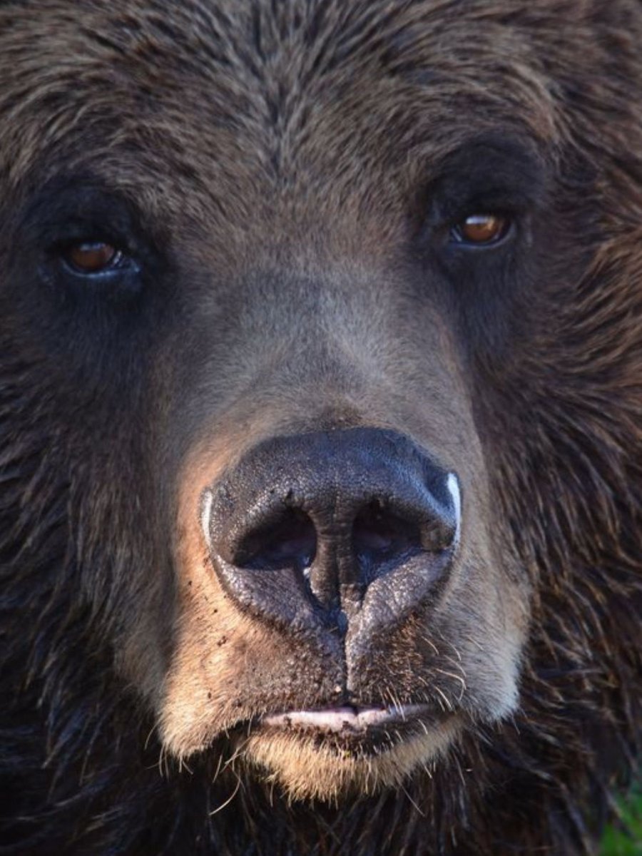 Глаза медведя