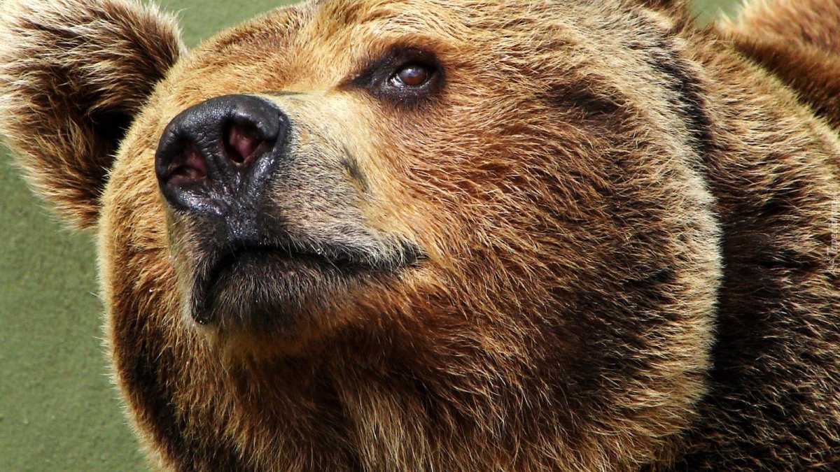 Глаза медведя