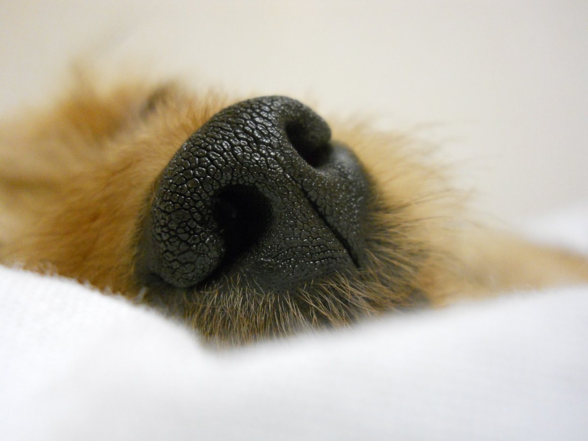 Бурый медведь Новосибирской области